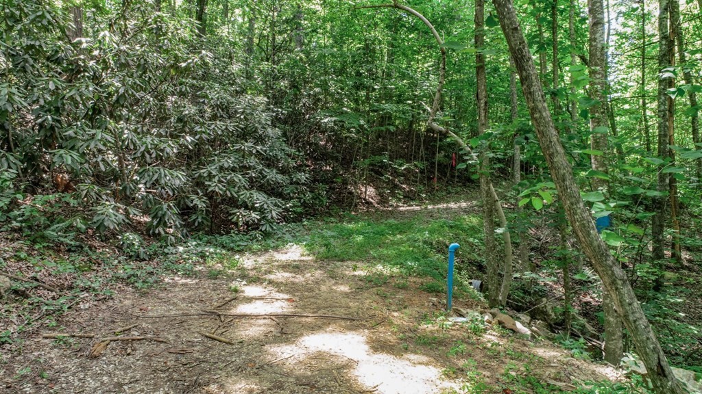 33983400 Laurelwood Road Cosby, TN 37722 - Photo 4 of 35 Gallery Image 4