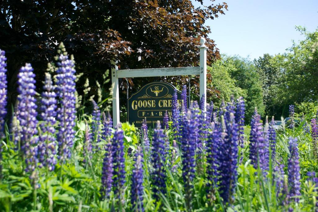 241 Goshen Road Winterport, ME 04496 - Photo 34 of 35 Lupines