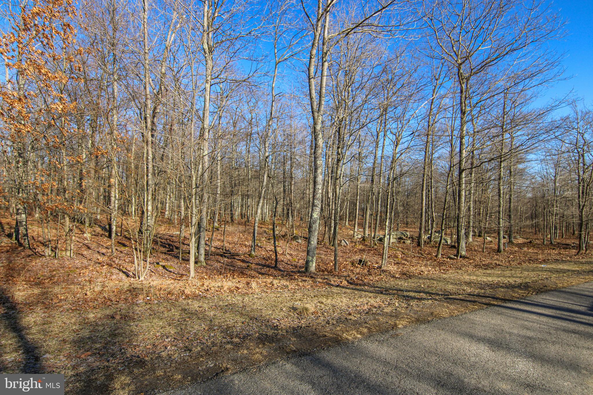40 Fern Loop Oakland, MD 21550 - Photo 4 of 28 a view of park space with large trees