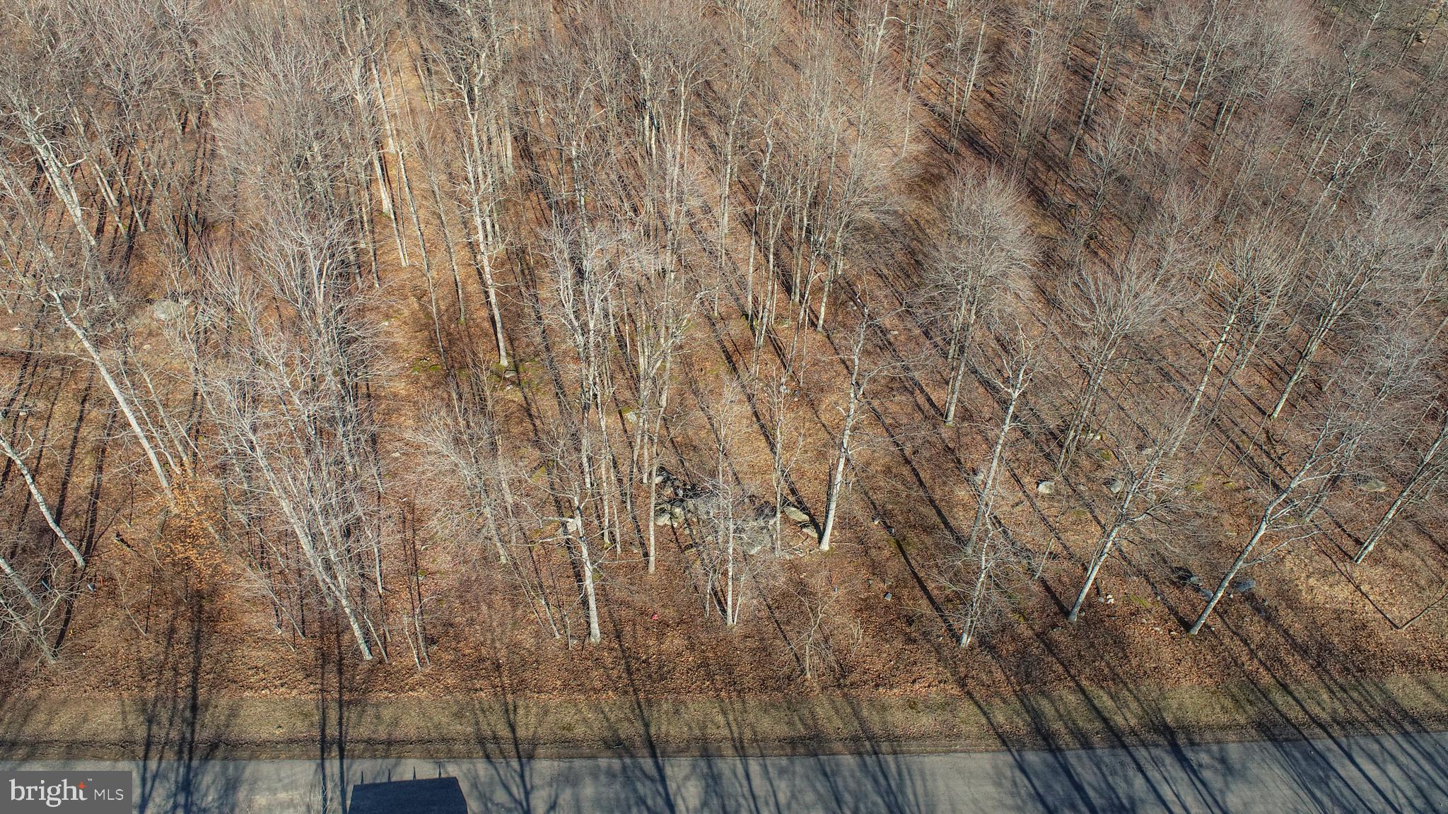 40 Fern Loop Oakland, MD 21550 - Photo 7 of 28 a view of forest