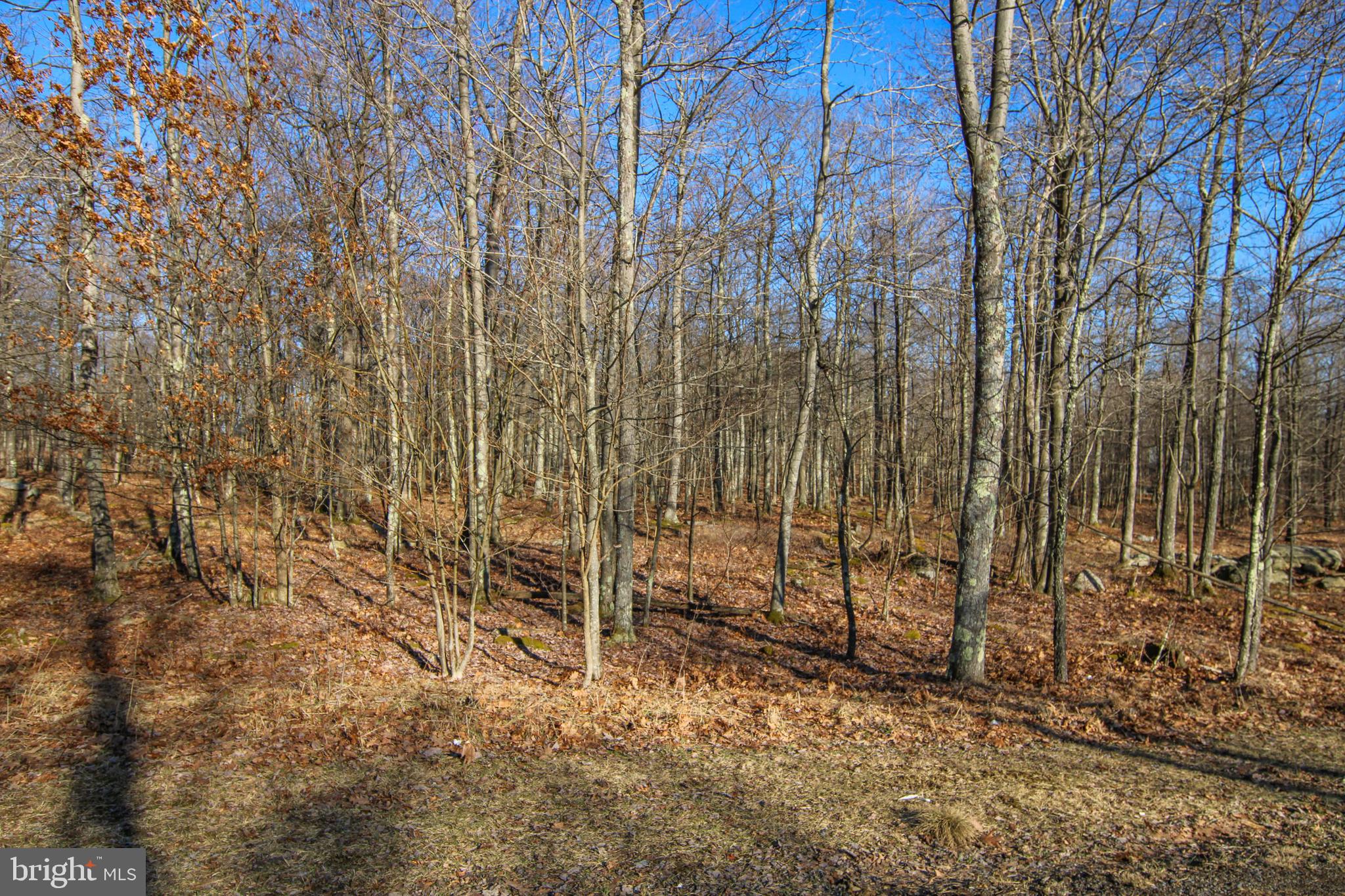 40 Fern Loop Oakland, MD 21550 - Photo 9 of 28 a view of forest