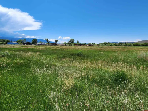 a view of a grassy field with an trees