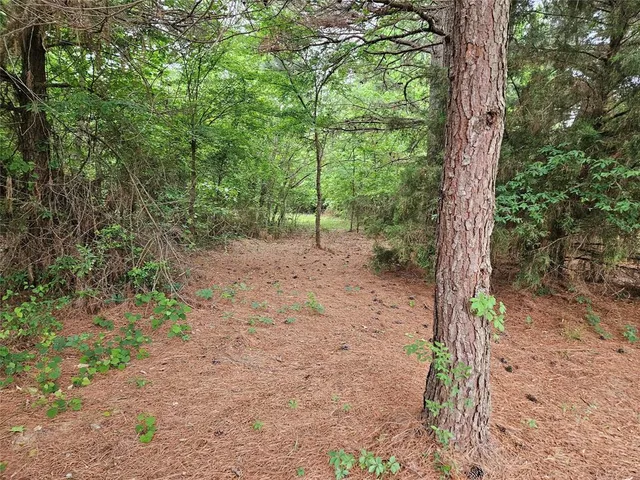 a view of a forest with trees
