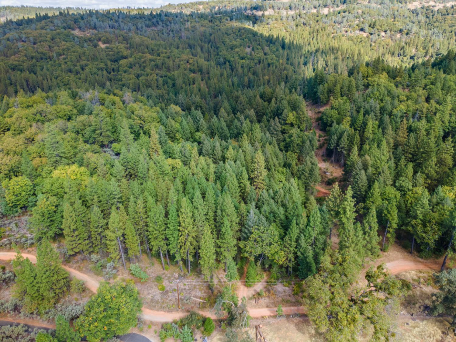 3765 Deer Canyon Road Placerville, CA 95667 - Photo 3 of 8 a view of a forest with a tree