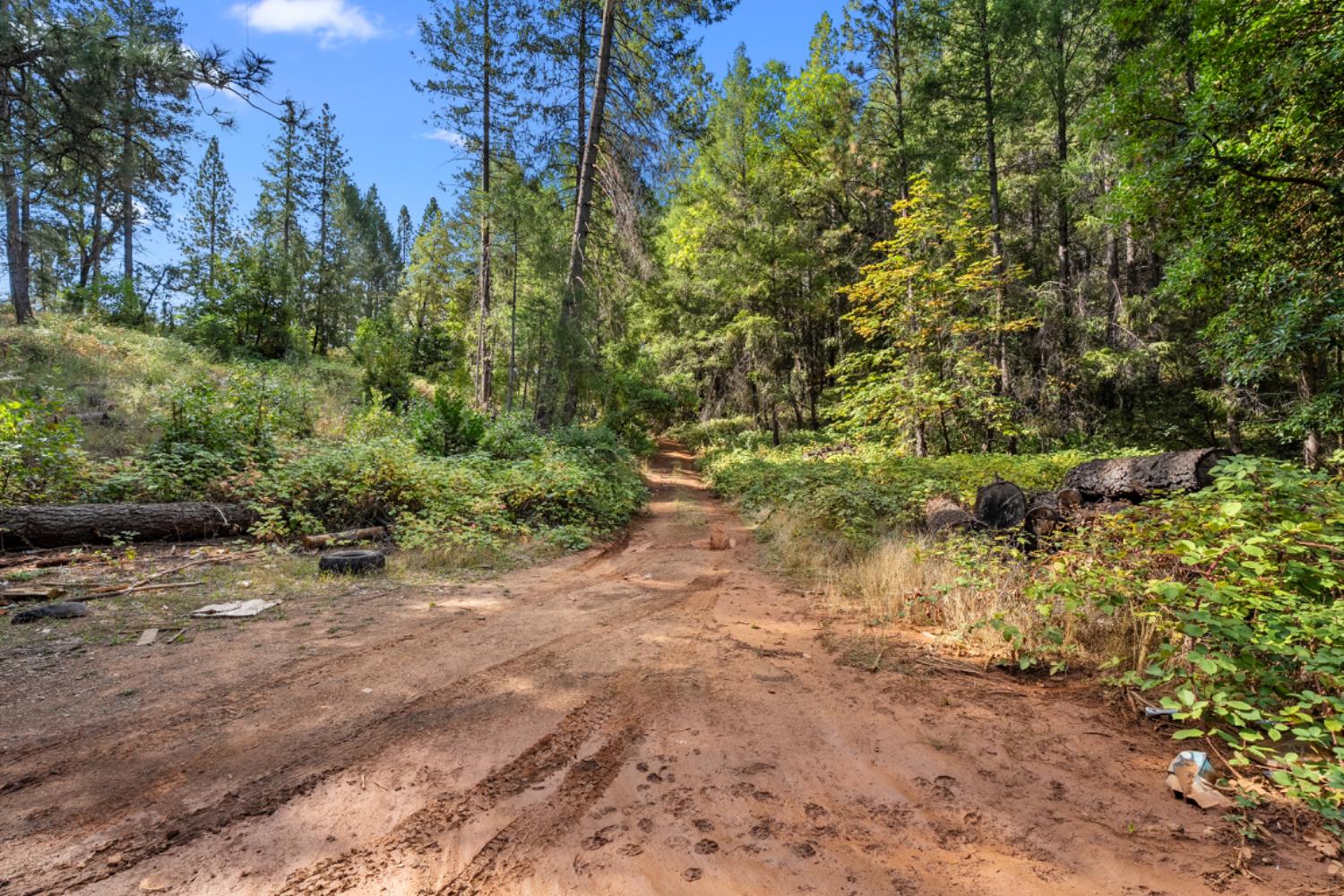 3765 Deer Canyon Road Placerville, CA 95667 - Photo 5 of 8 a view of a forest filled with trees