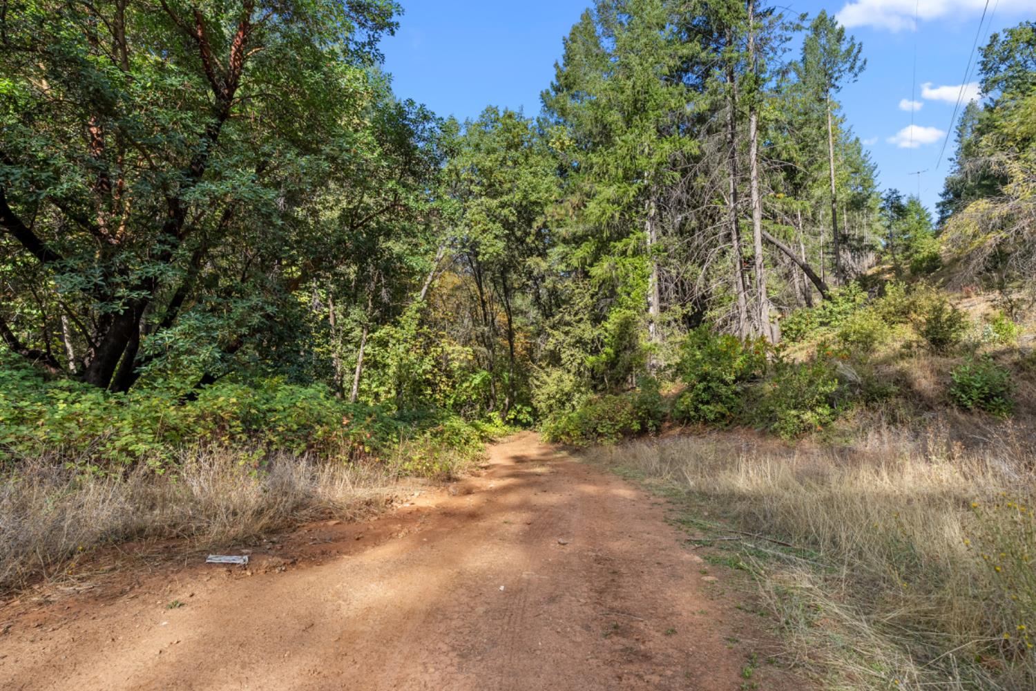 3765 Deer Canyon Road Placerville, CA 95667 - Photo 6 of 8 a view of a forest with a tree