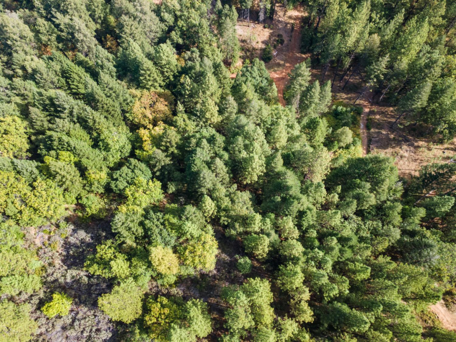 3765 Deer Canyon Road Placerville, CA 95667 - Photo 8 of 8 a view of a house with a lush green forest