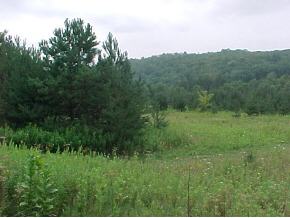 785 Tiona Road Marathon, NY 13803 - Photo 3 of 3 Gallery Image 3