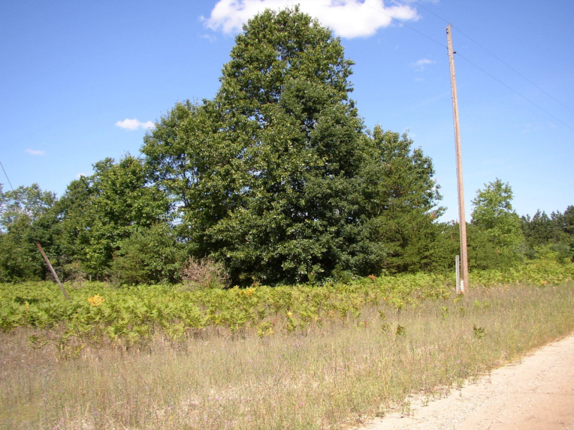1 Nine 9 Mile Road Kaleva, MI 49645 - Photo 8 of 8 P1010019