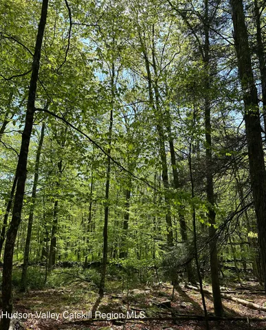a view of a yard with plants and trees
