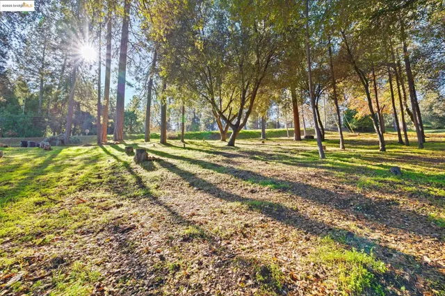 a view of a ground with large trees
