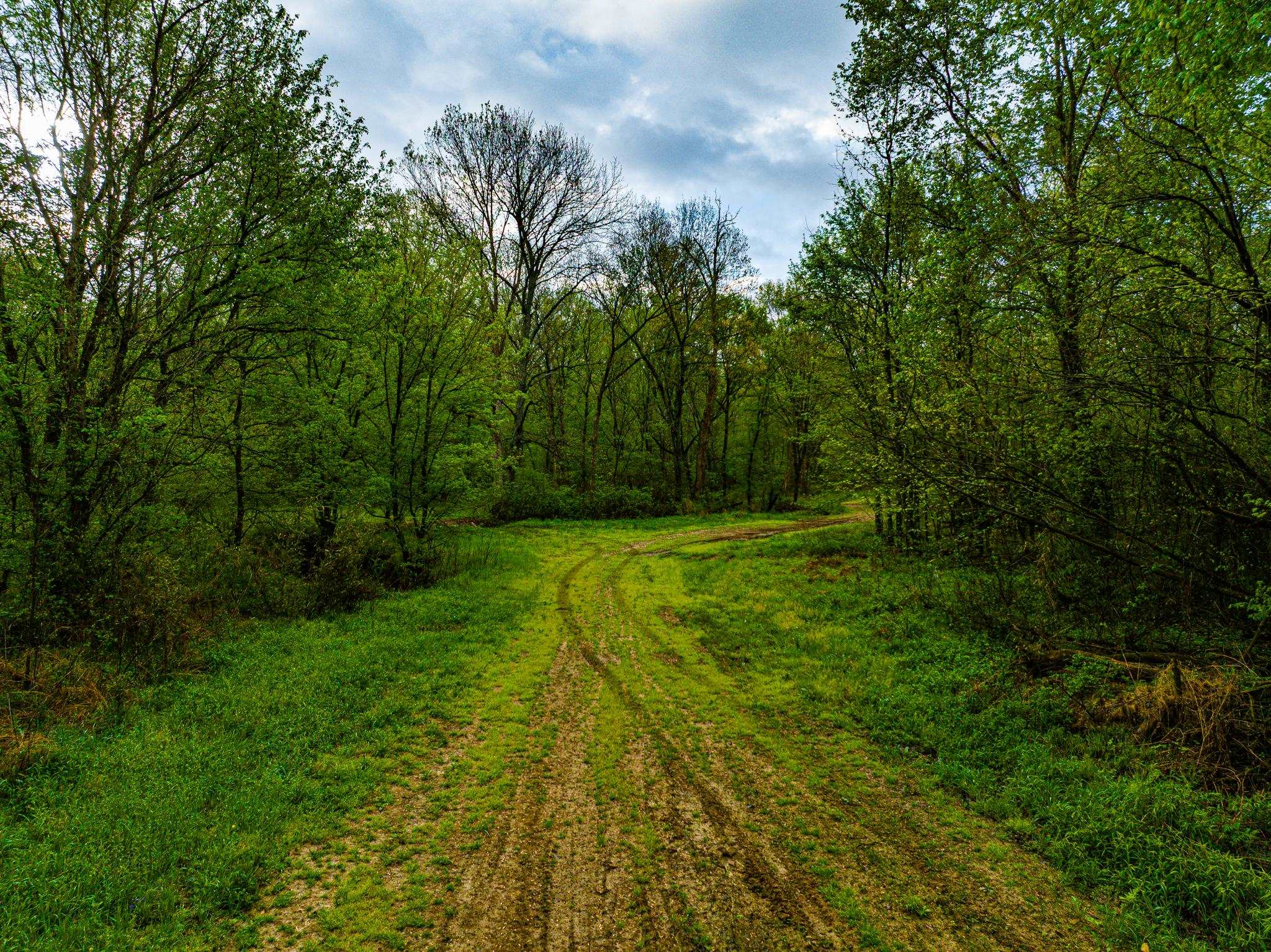 280 Fields Road Dukedom, TN 38226 - Photo 12 of 40 View of woods