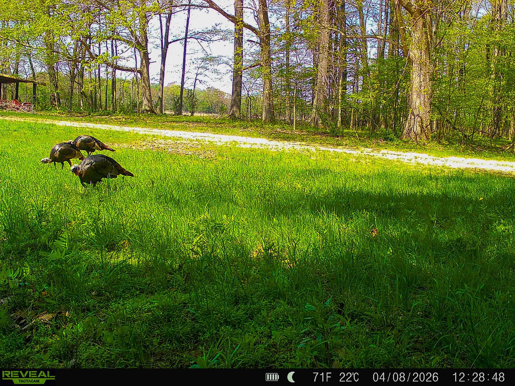 280 Fields Road Dukedom, TN 38226 - Photo 40 of 40 View of yard
