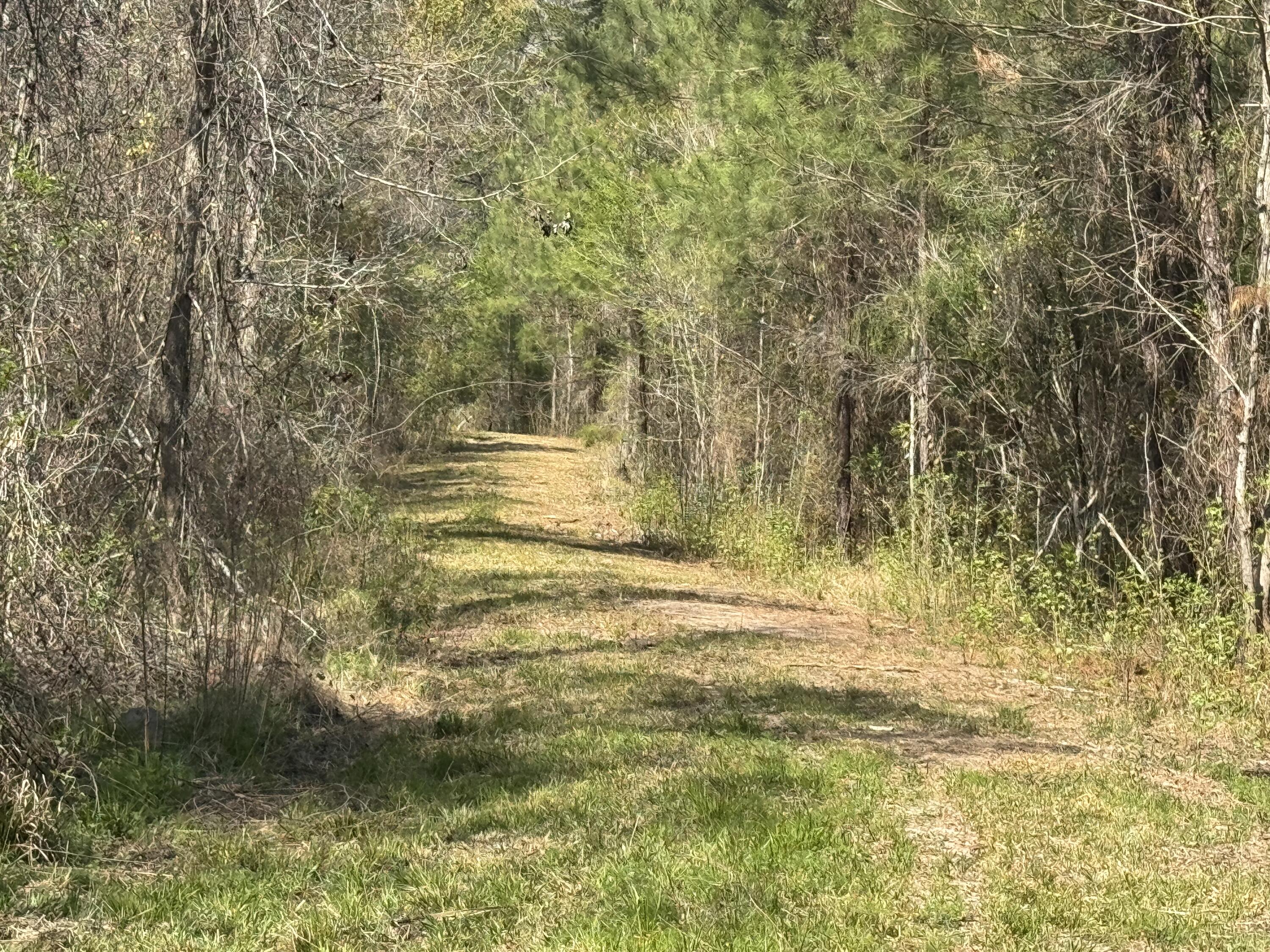 0 Getaway Lane Pinopolis, SC 29469 - Photo 4 of 12 IMG_5138