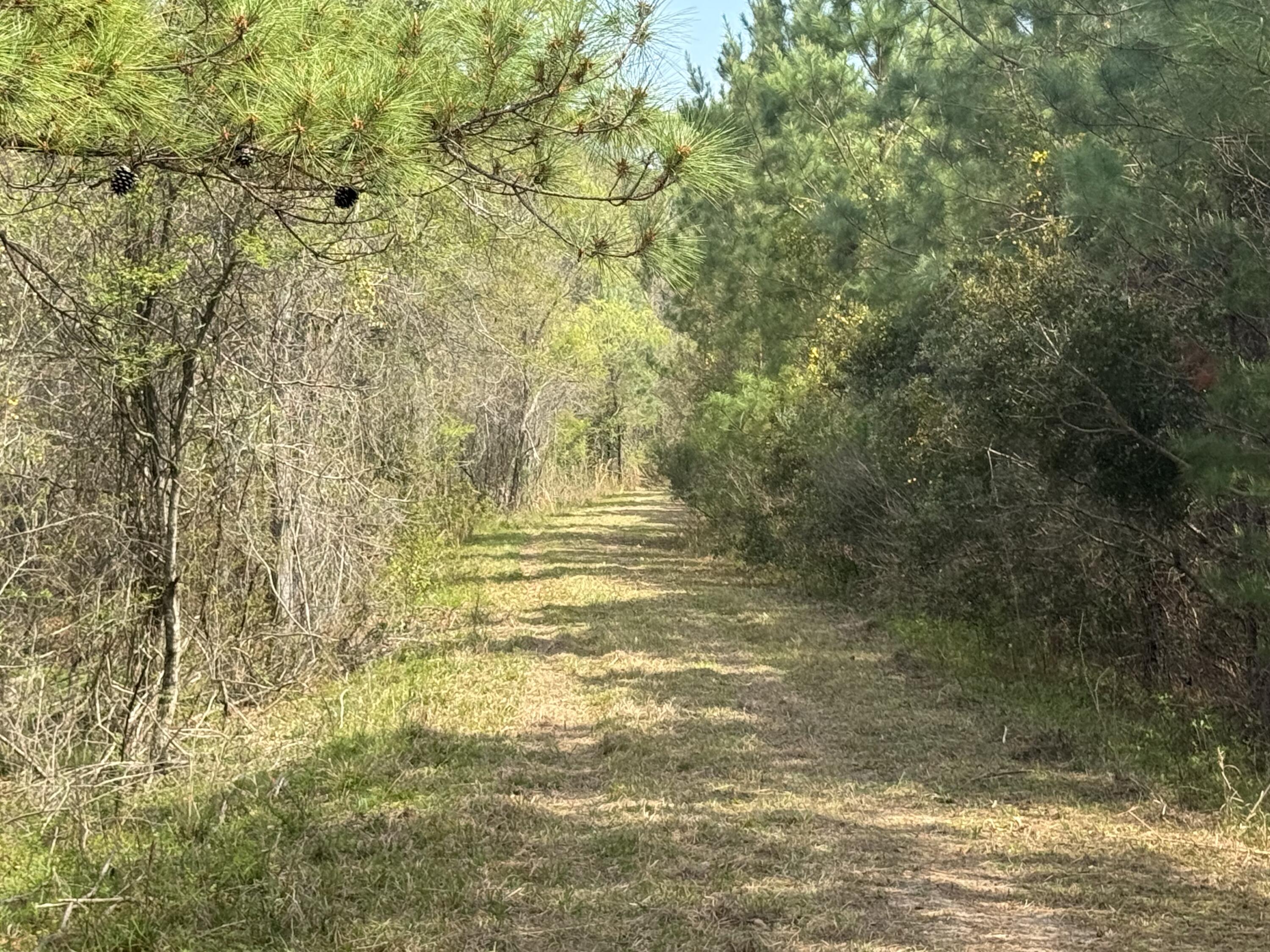0 Getaway Lane Pinopolis, SC 29469 - Photo 8 of 12 IMG_5145