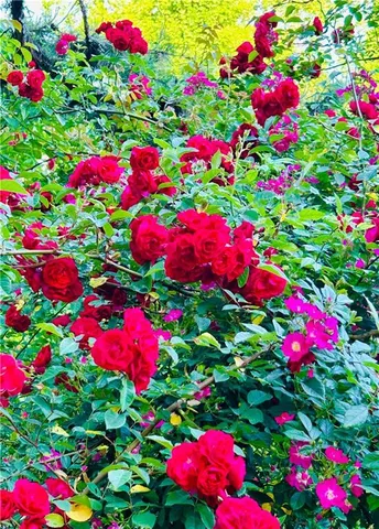 $735,000 | 1509 High Point Road, Bowdon, GA 30108