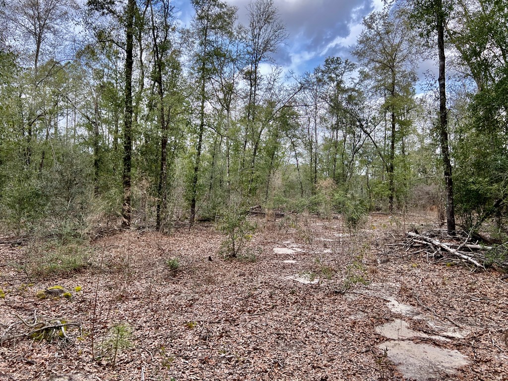 16.8-ac Mound Road Black, AL 36314 - Photo 8 of 17