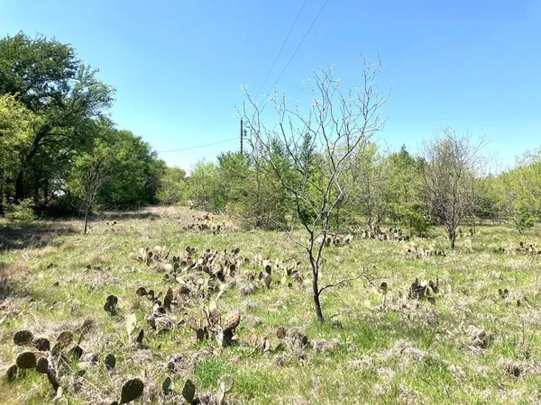 a view of a yard with trees
