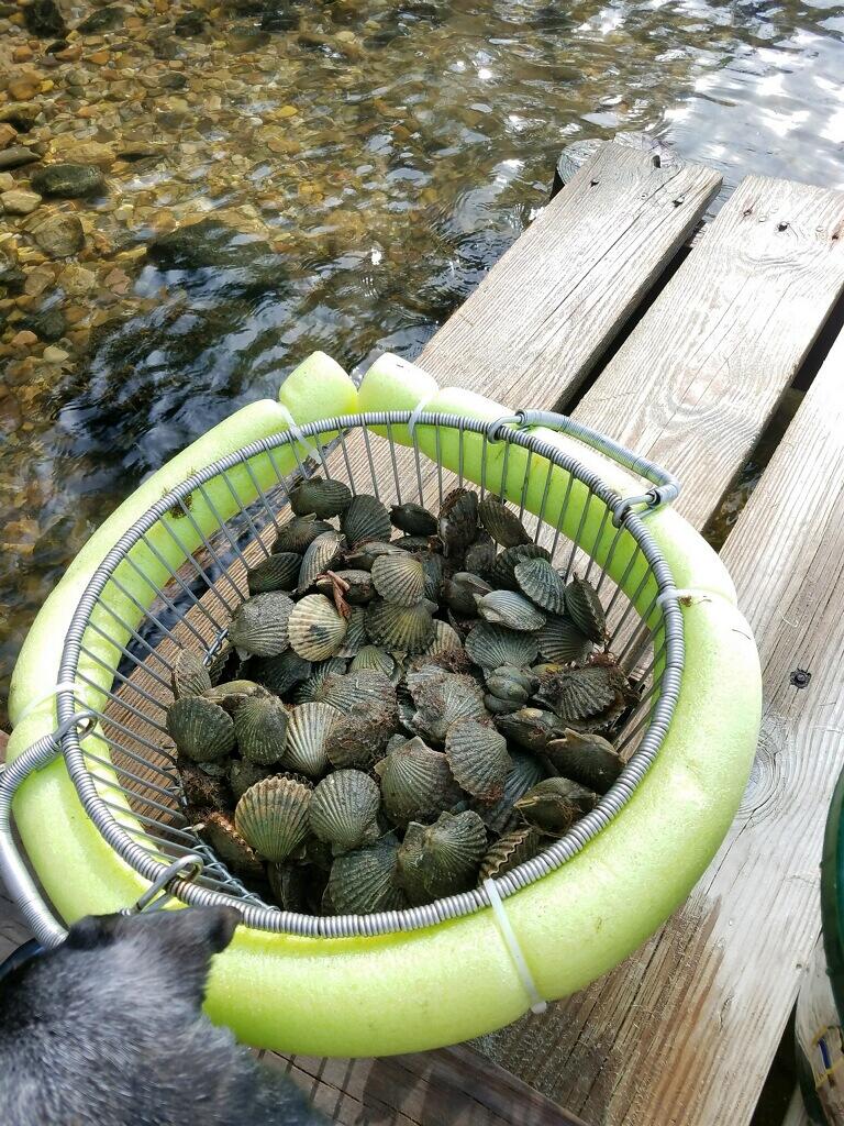 0 Worcester Avenue Oak Bluffs, MA 02557 - Photo 4 of 8 bushell of scallops