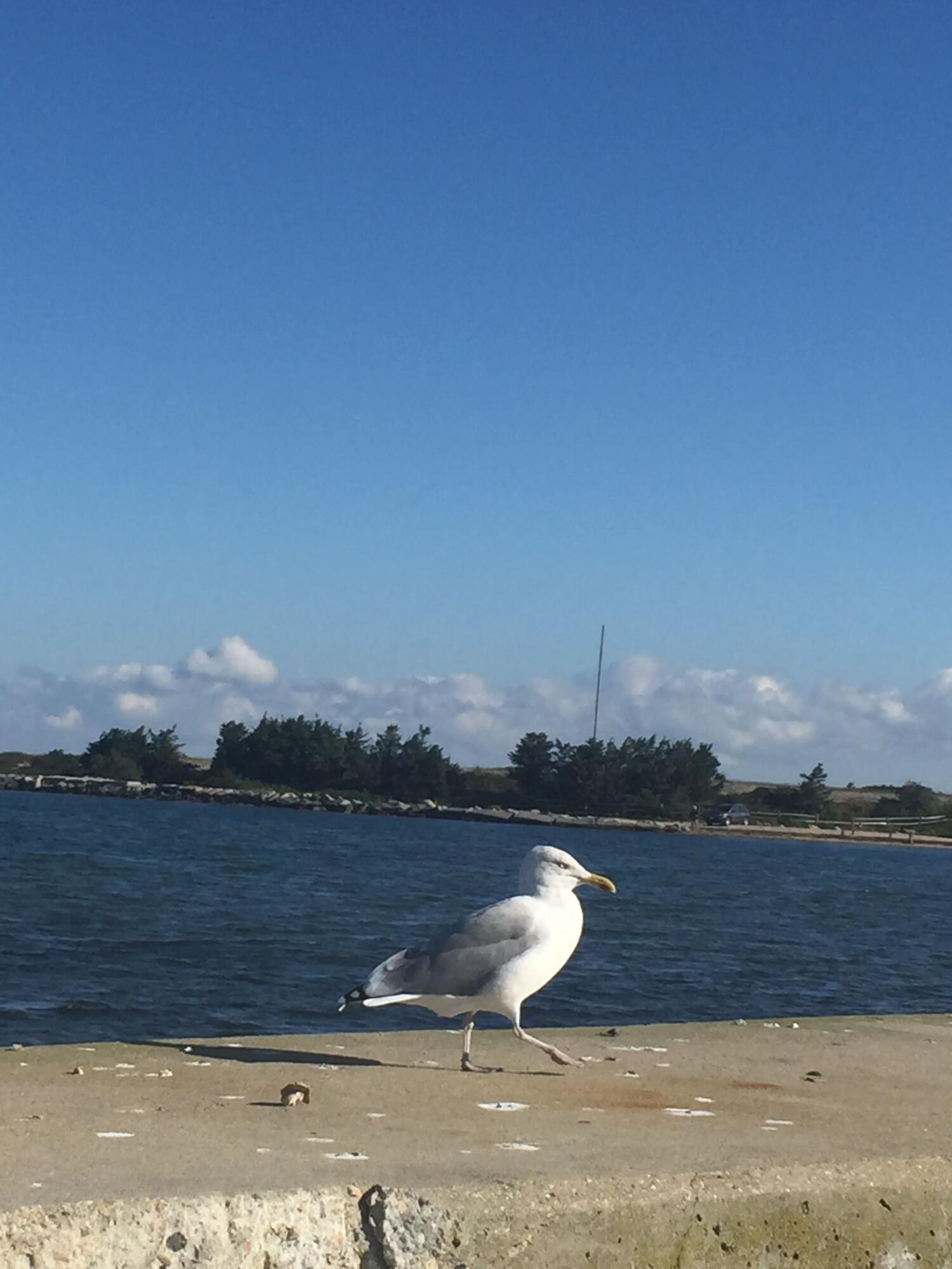 0 Worcester Avenue Oak Bluffs, MA 02557 - Photo 7 of 8 seagull