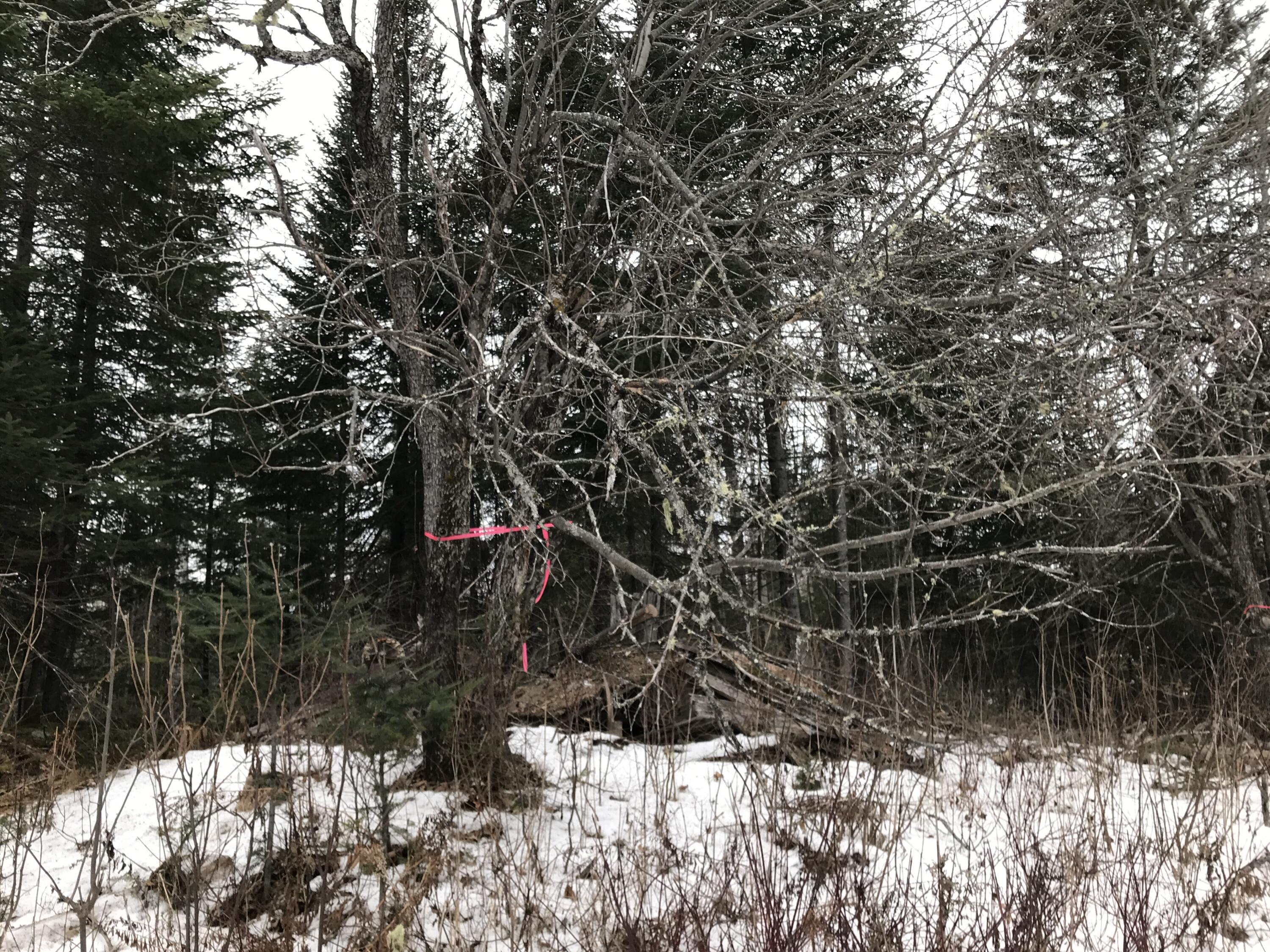 0 York Ridge Road Ashland, ME 04732 - Photo 13 of 14 Photo Dec 18, 1 48 42 PM