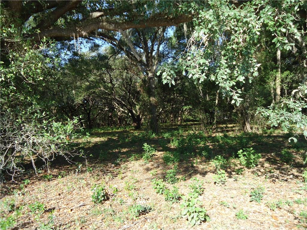 0 Newsome Road Dade City, FL 33525 - Photo 1 of 1 Large Oaks and Hardwoods on Property
