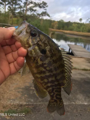 $24,500 | 3031 Grand Plains Bayou Drive, Bay St. Louis, MS 39520