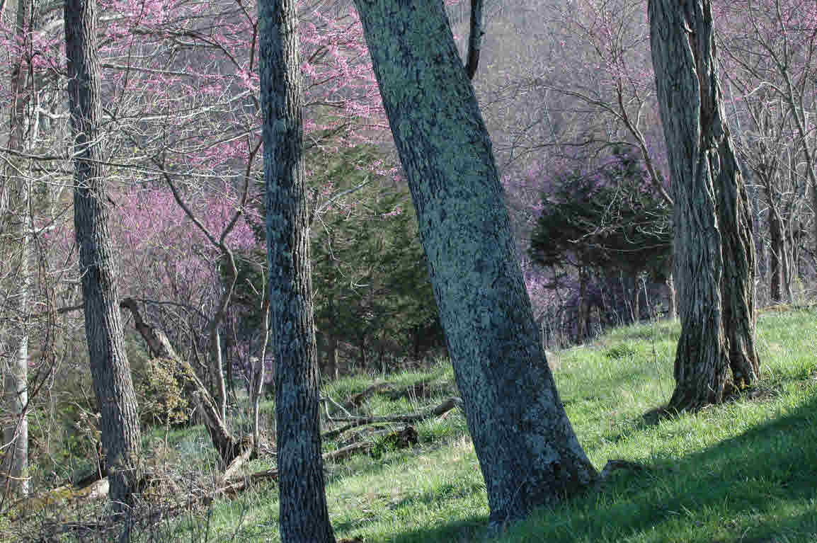 Lot J Springdale Road Pearisburg, VA 24134 - Photo 31 of 51 Gallery Image 31
