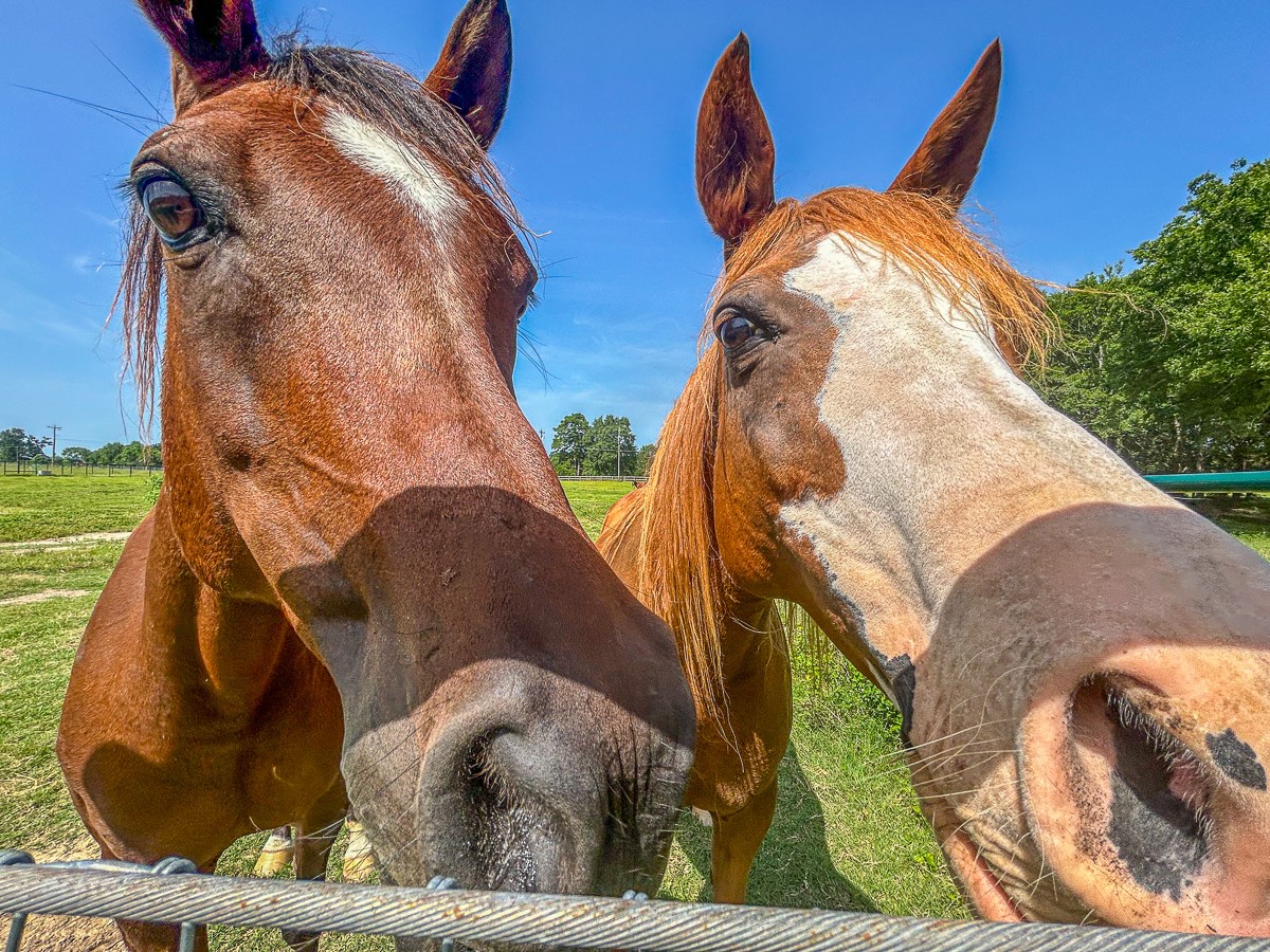 0 Fm 3179 Huntsville, TX 77340 - Photo 20 of 27