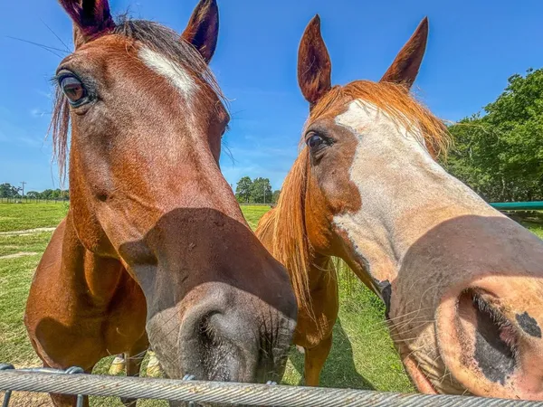 a view of outdoor space with deck and yard