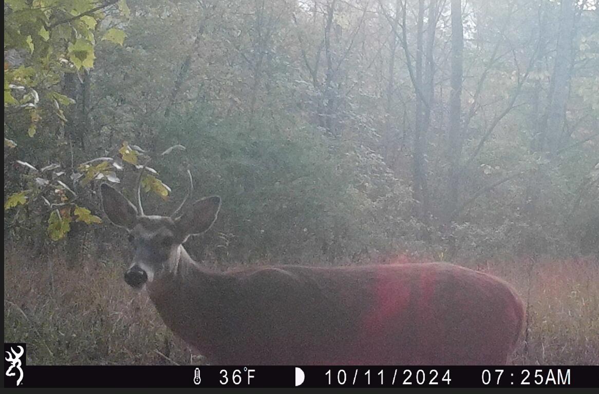 292 Bulldog Road Manchester, KY 40962 - Photo 30 of 45 baby-buck