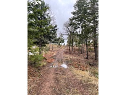 Kida Road, Unit 4 White Salmon, WA 98672 - Photo 3 of 8 a view of a yard with plants and trees