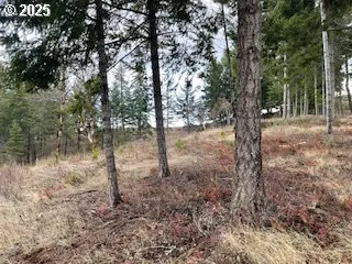 a view of a forest filled with trees