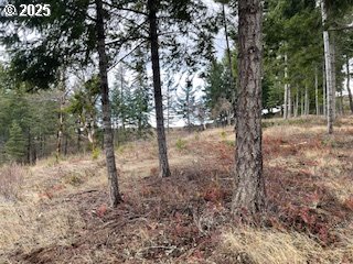 Kida Road, Unit 4 White Salmon, WA 98672 - Photo 7 of 8 a view of a forest filled with trees