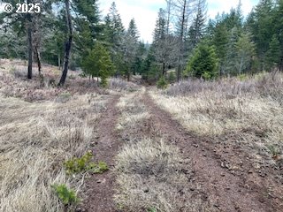 Kida Road, Unit 4 White Salmon, WA 98672 - Photo 8 of 8 a view of a forest with trees in the background