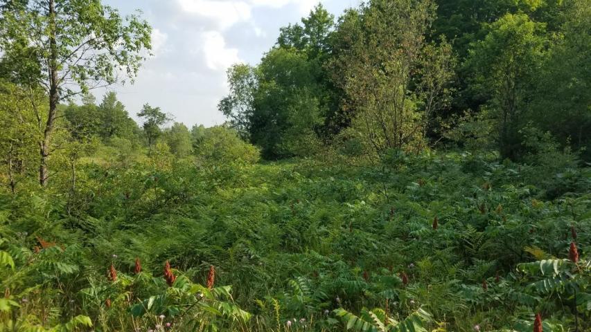 Gas Line Road Frederic, MI 49733 - Photo 28 of 32 Gallery Image 28