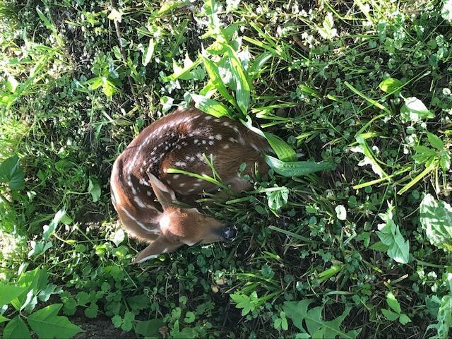 4356 Hawk Road Mechanicsburg, OH 43044 - Photo 111 of 115 Nature