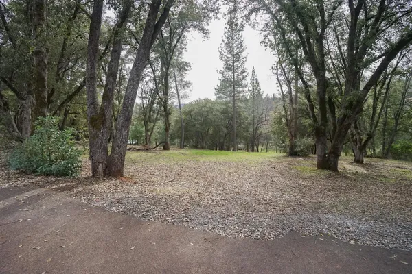 a view of a forest with trees in the background