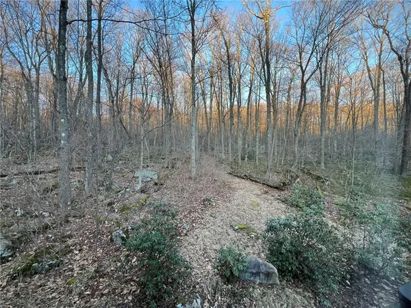 a view of a yard with large trees