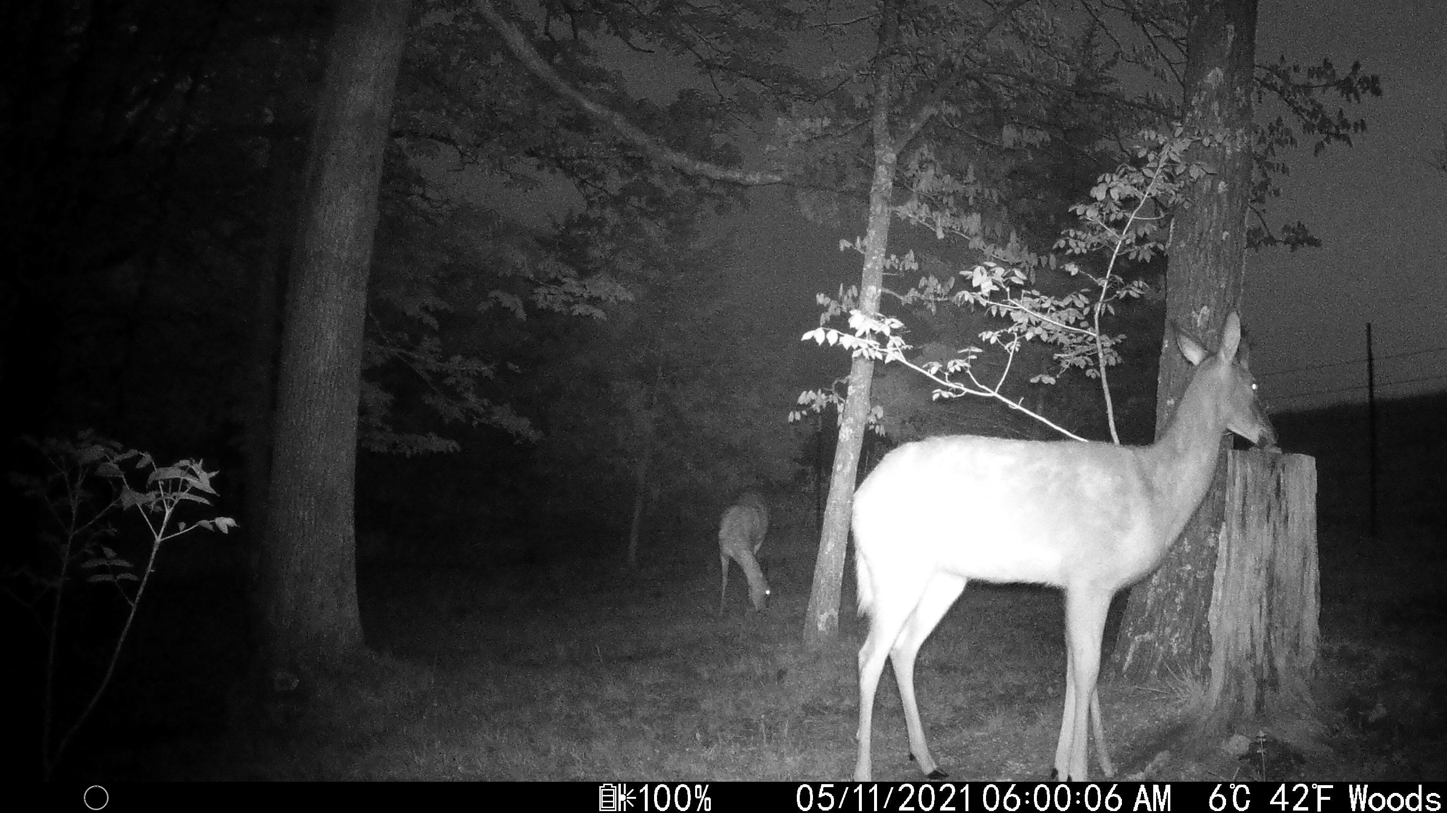 202 Lamb Road Crab Orchard, KY 40419 - Photo 37 of 40 20210511060006_IM_00150