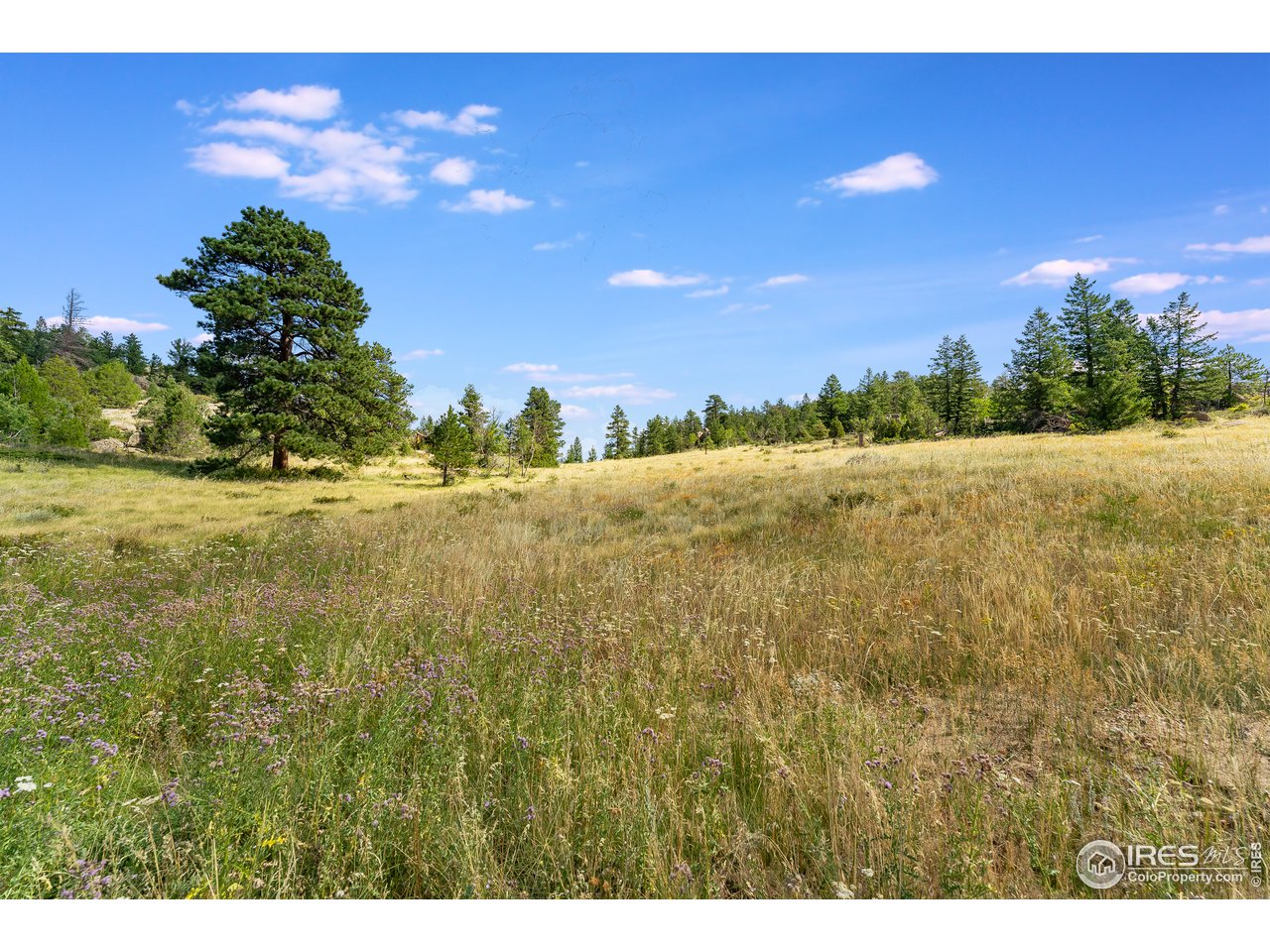 0 North Rim Road Livermore, CO 80536 - Photo 10 of 19 Gallery Image 10