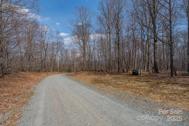 a view of a backyard of large trees