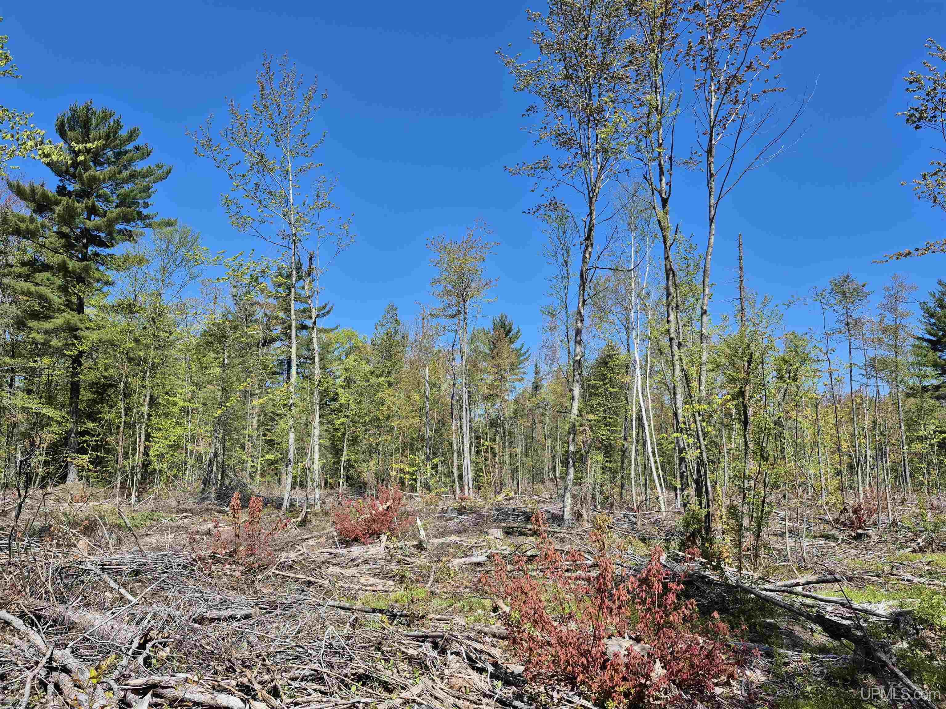 South 8-acres Perch Lake Road Munising, MI 49862 - Photo 7 of 44 Gallery Image 7