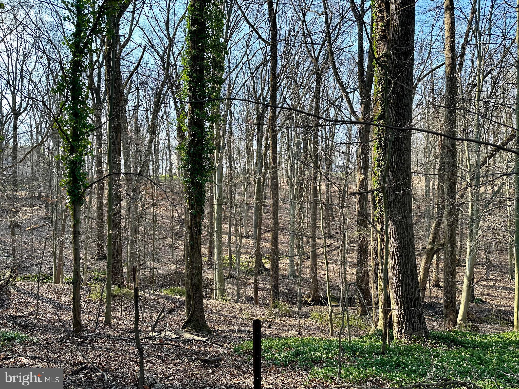 4405 Meadowcliff Road Glen Arm, MD 21057 - Photo 50 of 54 Rear forest