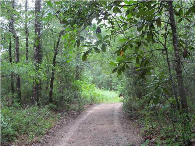 436 Thornton Road DeFuniak Springs, FL 32435 - Photo 2 of 13 a big yard with lots of green space and trees