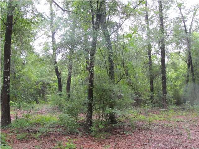 436 Thornton Road DeFuniak Springs, FL 32435 - Photo 4 of 13 a view of a forest that has large trees