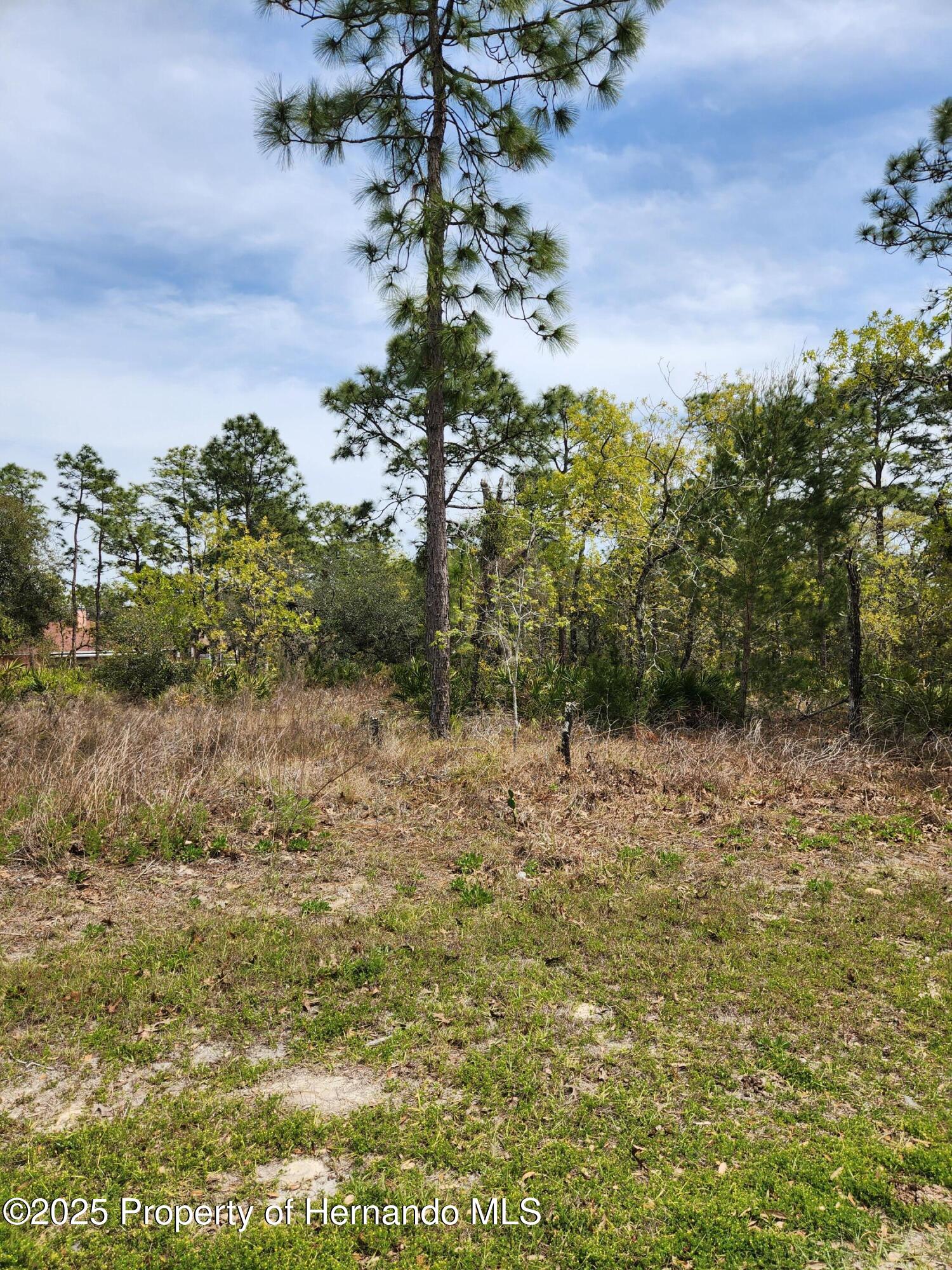 0 Liberto Road Weeki Wachee, FL 34614 - Photo 3 of 5