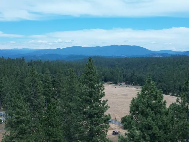 a view of a tree in the middle of a yard