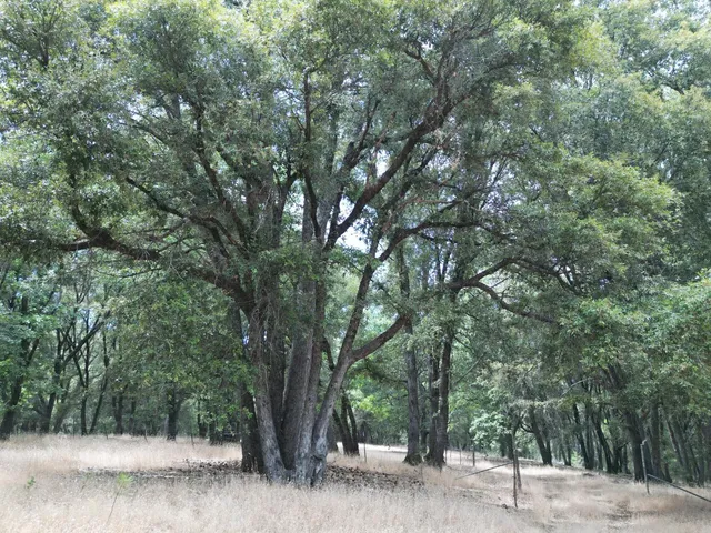a backyard of a house with large trees