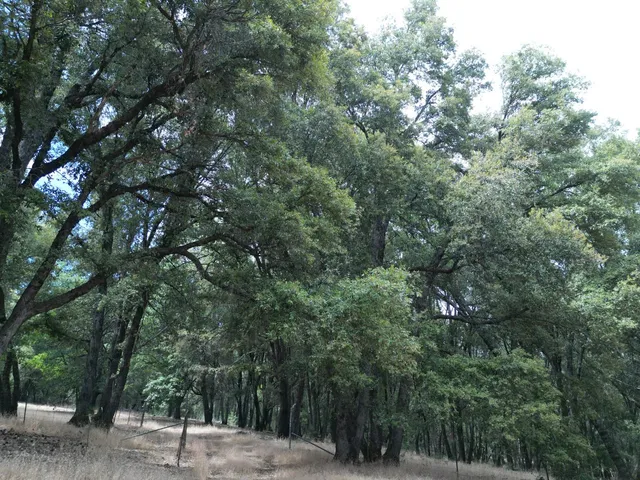 $439,000 | 4744 Independence Road, Mokelumne Hill, CA 95245